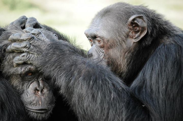 Monos quitándose piojos